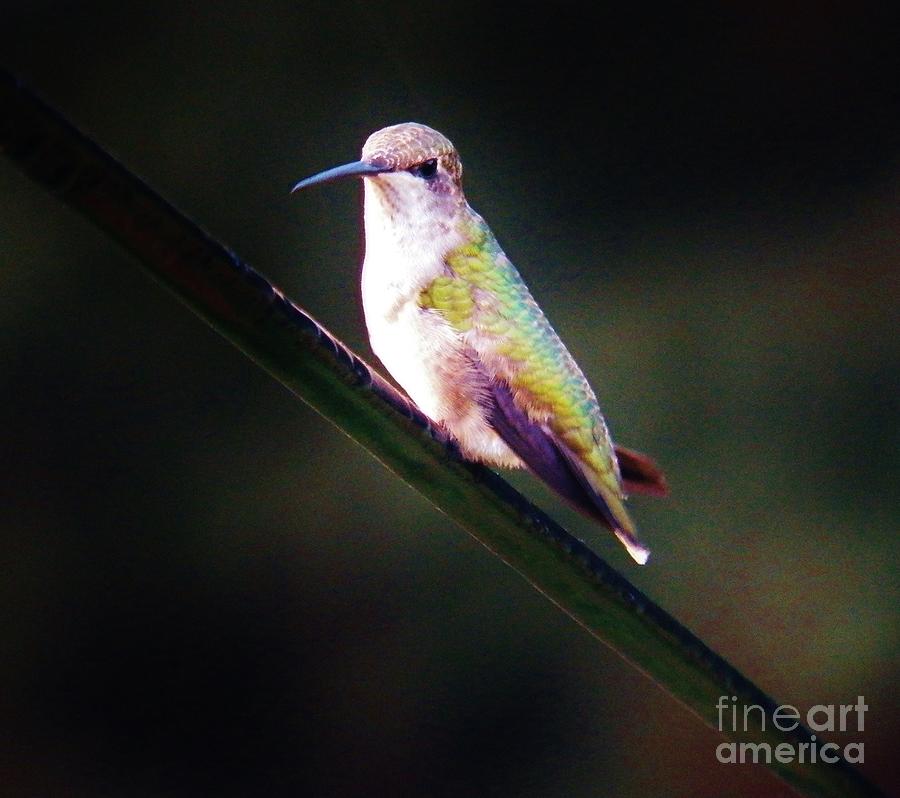 My Humming Bird Photograph by Judy Via-Wolff