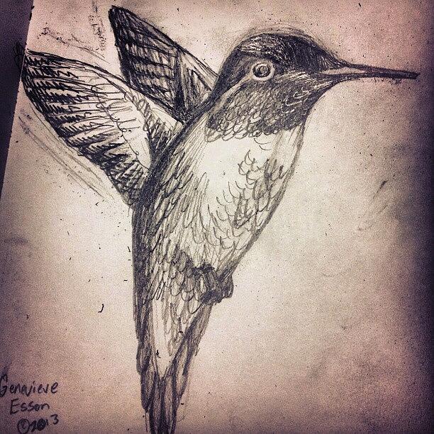 Hummingbird Drawing - My Hummingbird Drawing by Genevieve Esson