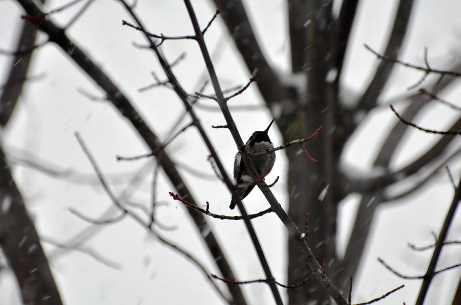 My Hummingbird friend Photograph by Teri Schuster