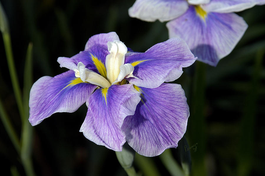 My iris II Photograph by Penny Lisowski