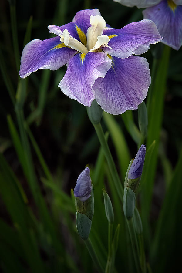 My Iris Photograph by Penny Lisowski