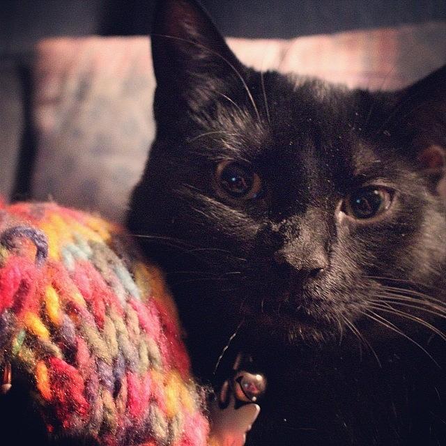 Blackcat Photograph - My Kitten, Bagheera Being Cute And by Meg Pace