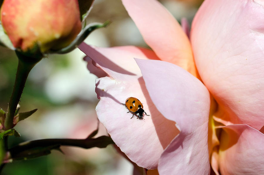 My ladybug friend Photograph by Teri Schuster