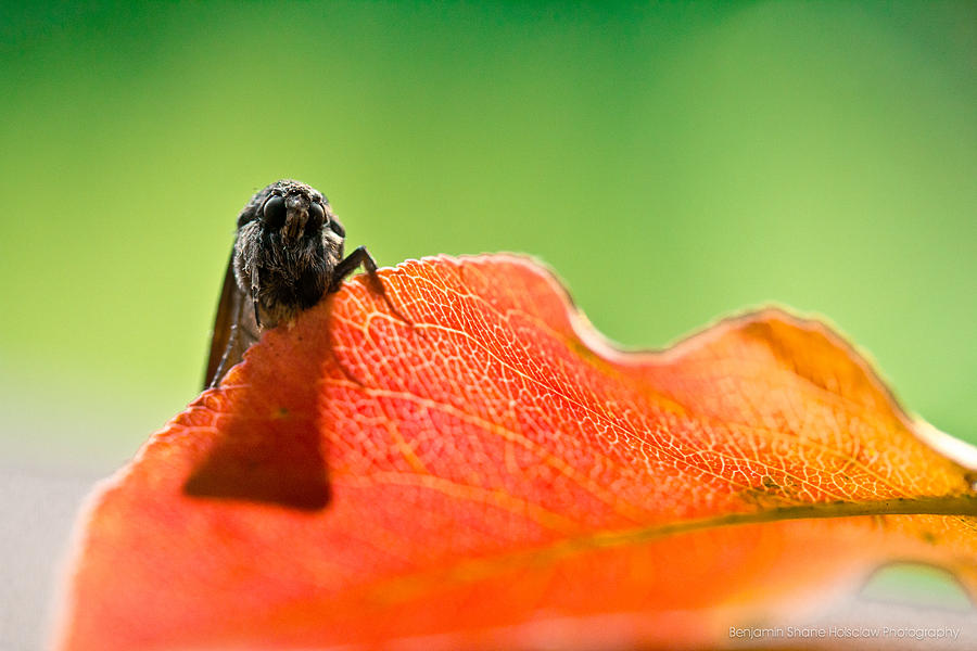 My Leaf Photograph by Shane Holsclaw