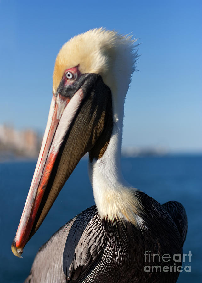 Pelican Photograph - My Left Side by Barbara McMahon