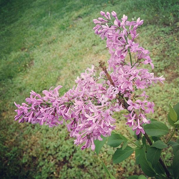 Spring Photograph - My Lilac Is Blooming. Its Not Exactly by Amber Flowers