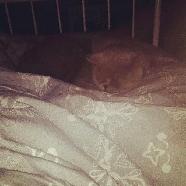 Cat Photograph - My Little Angel 😻 #angel #sleep by May Pinky  ✨