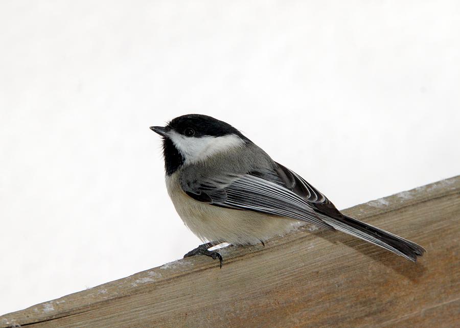 My Little Chickadee Photograph by Andrea Lazar