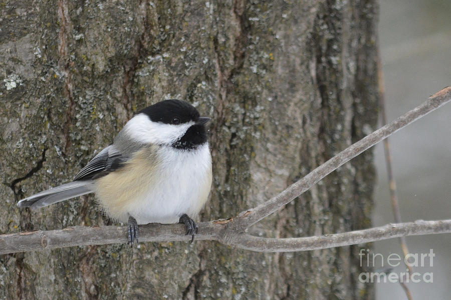 My Little Chickadee Photograph by Forest Floor Photography