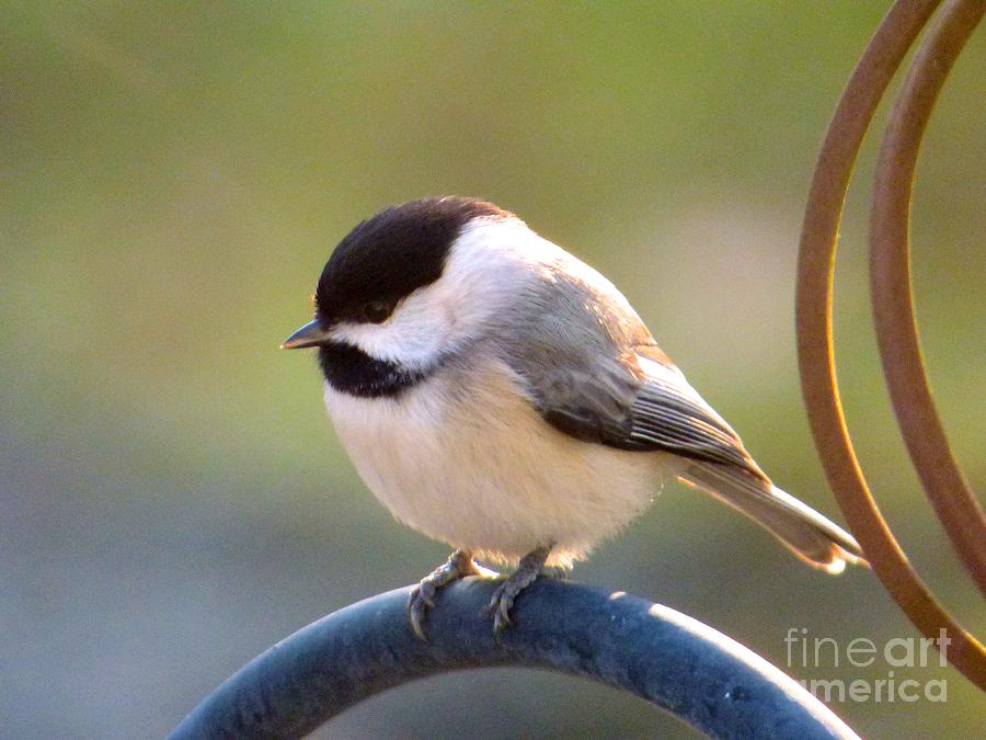 My Little Chickadee Photograph by Jean Wright