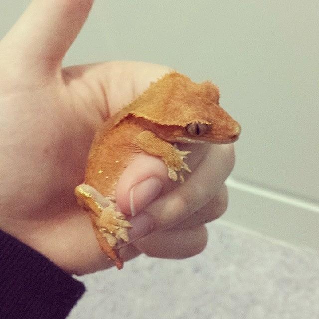 My Little Crestie, How Cute :)) Photograph by Rebecca Jackson