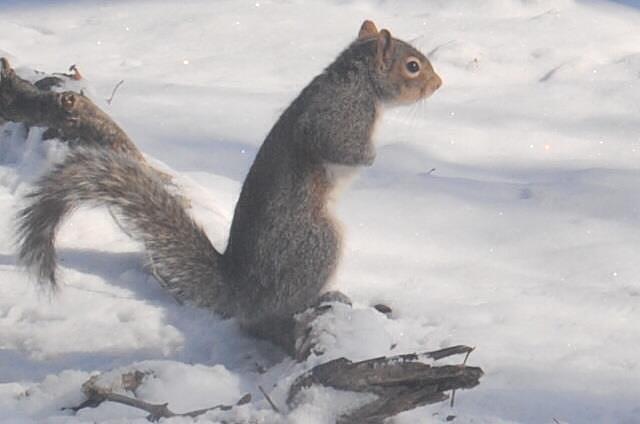 Squirrel Photograph - My Little Friend by Anna Liza Jones