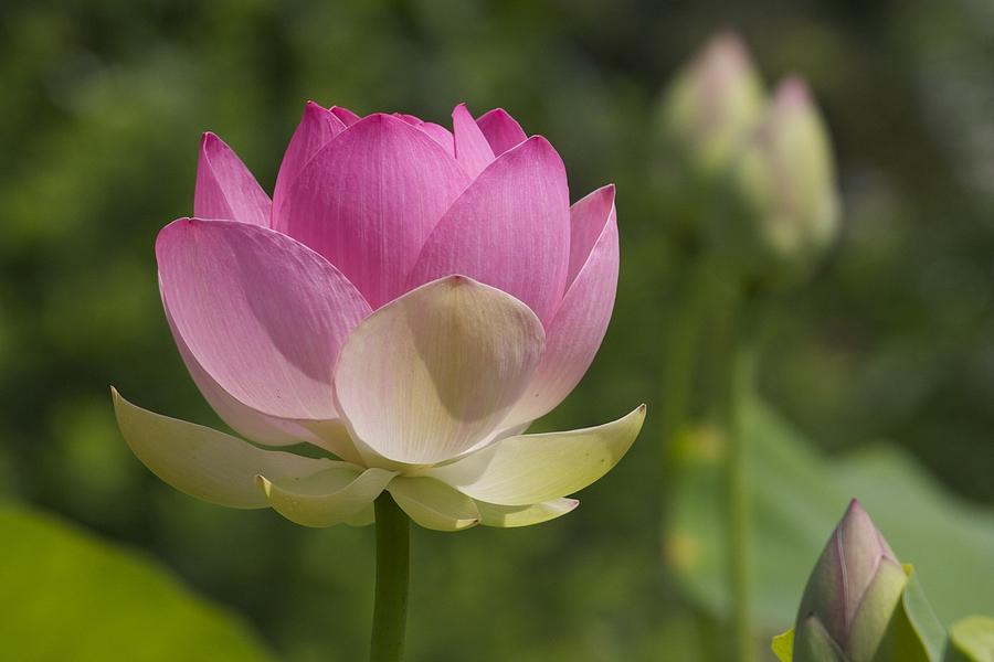 My Little Lotus Blossom Photograph by Robin Shriver - Fine Art America