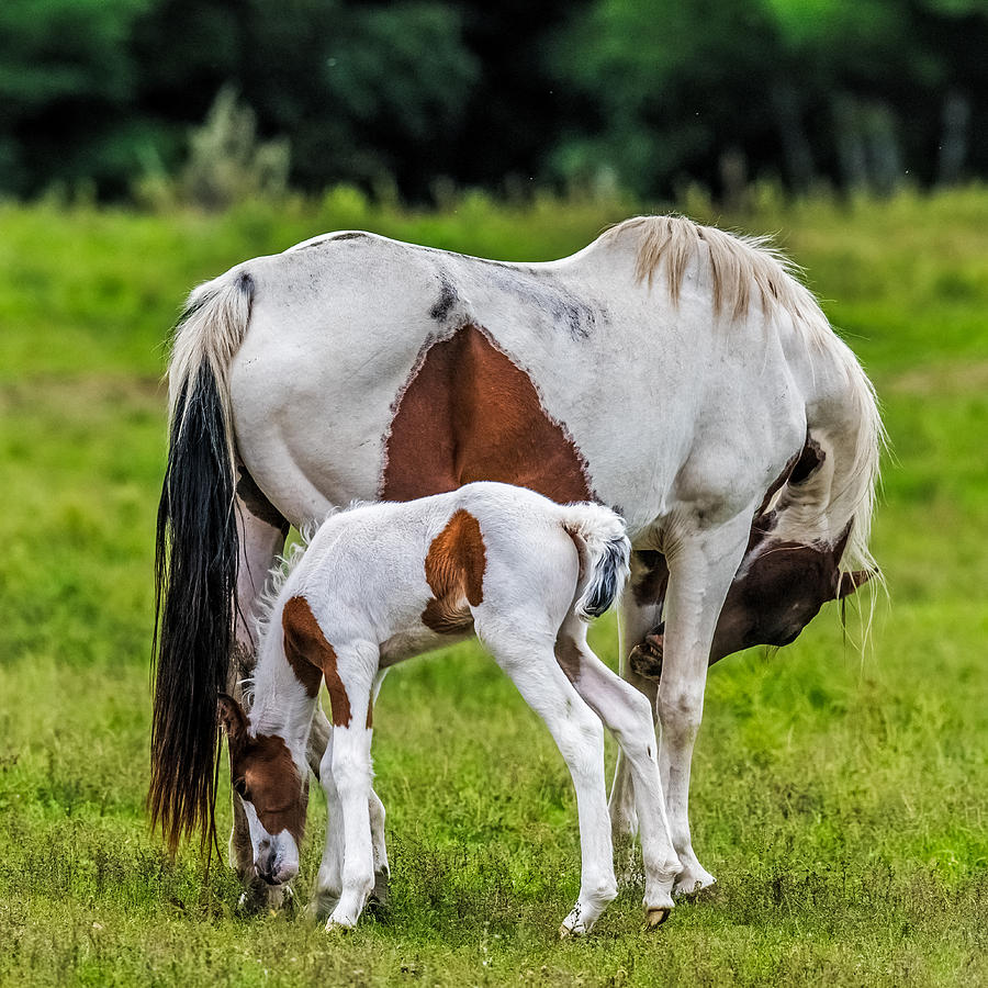 Horse Photograph - My Little Pony by Paul Freidlund