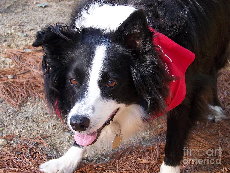  Border Collie Products Photograph by Eunice Miller