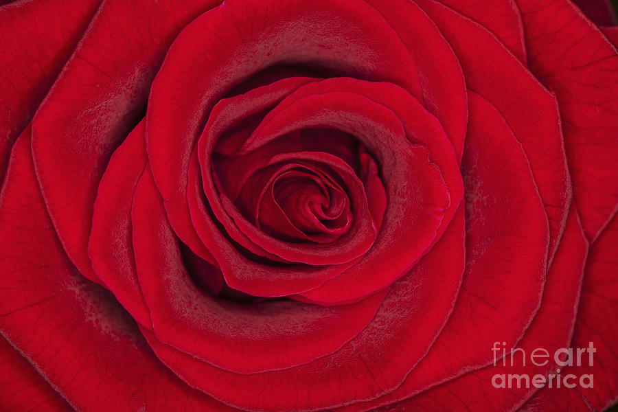 My Love is Like a Red Red Rose Photograph by Diane Macdonald