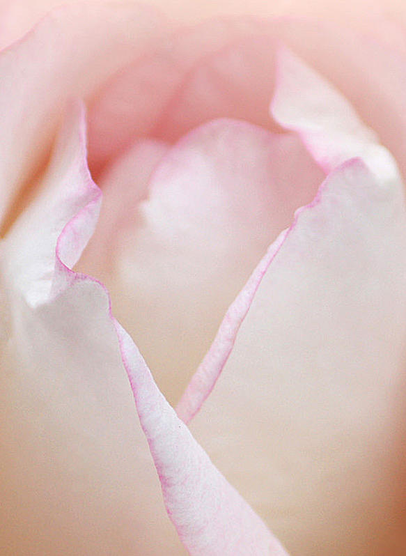 Rose Photograph - My Loving Soul by The Art Of Marilyn Ridoutt-Greene