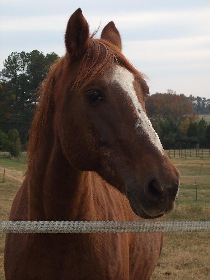 Horse Photograph - My Maverick by Lisa Wormell