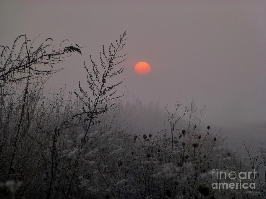 My Misty Morning Photograph by Amalia Suruceanu