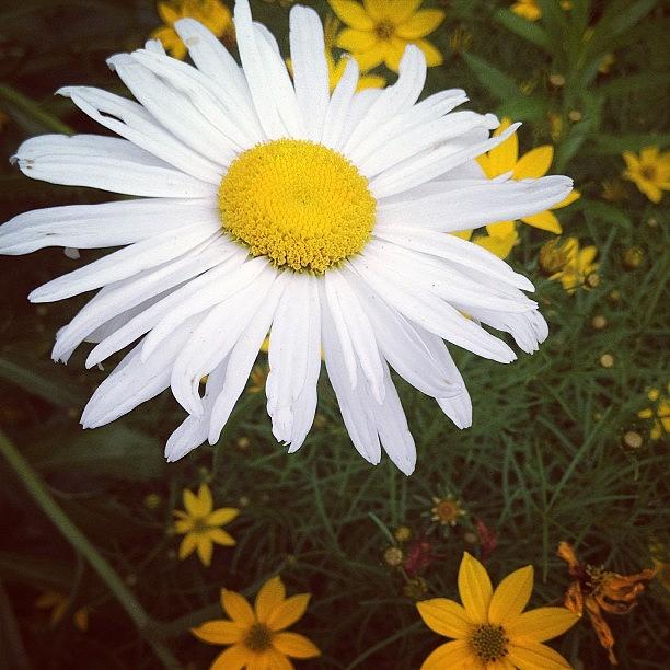 Summer Photograph - My Mommas Front Yard. #daisy #flowers by Samantha Rash
