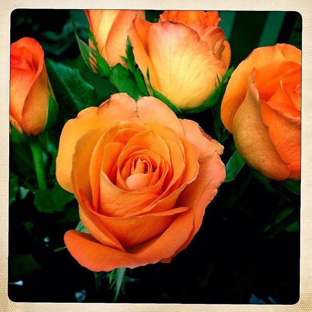 Rose Photograph - My Mothers Day #roses From My Son :) by Greta Olivas