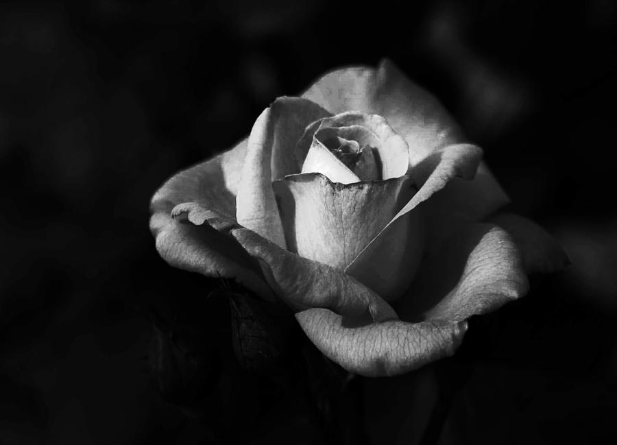 Nature Photograph - My Mothers Rose by Alexandra Carroll Nature Photograph - My Mothers Rose by Alexandra Carroll
