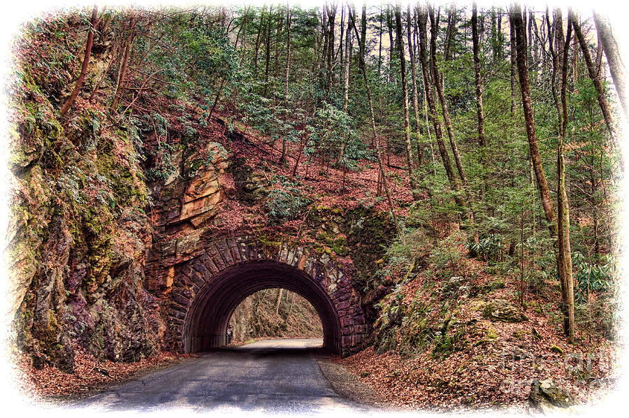 Deer Photograph - My Mountain Tunnel by M Three Photos