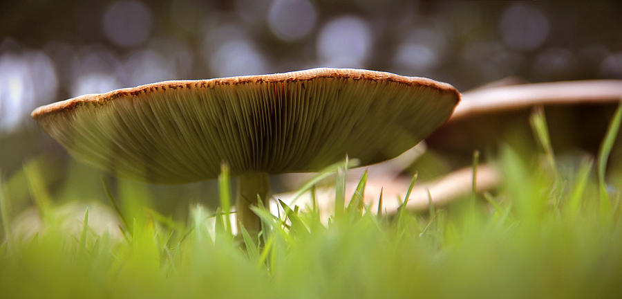 Mushroom Photograph - My Mushroom Neighbor  by Mike McGlothlen