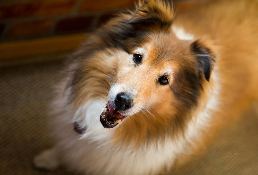 Nature Photograph - My name is not Lassi I am a Shetland sheepdog by Eti Reid