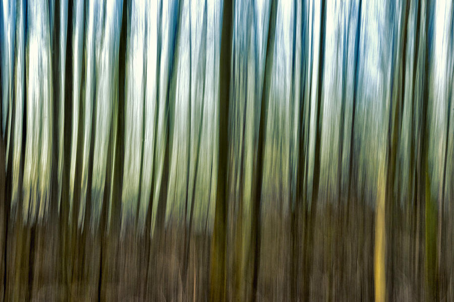 Abstract trees Photograph by Mike Santis