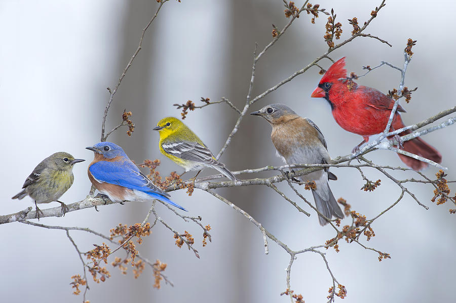 Bird Photograph - My Neighbors by Bonnie Barry