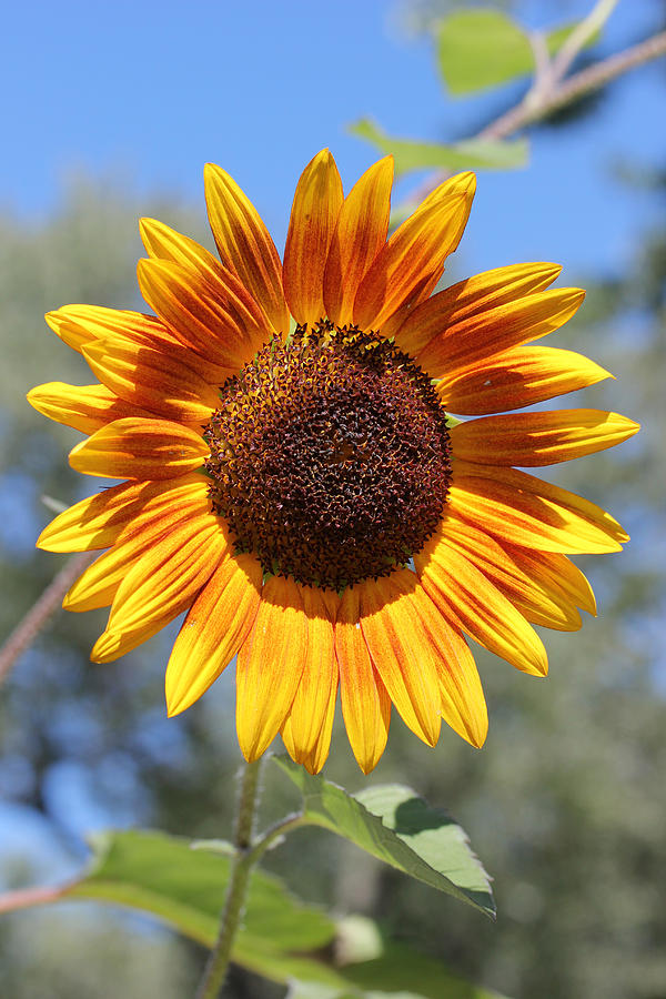 Sunflower Photograph - My Neighbors Sunflower 2 by Mary Bedy