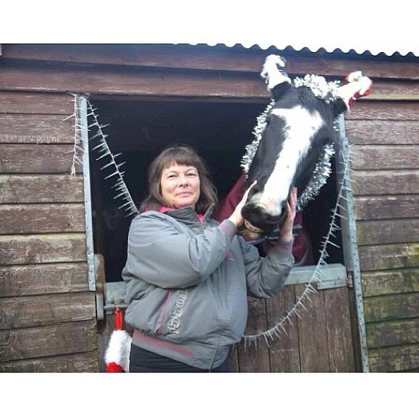 My New Horse Jazz:) This Christmas Photograph by Joanne Hewitt