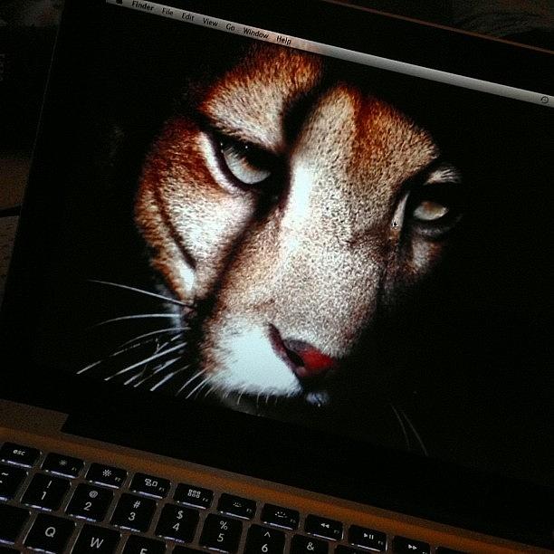 My New Laptop. Mountain Lion. Yeah Photograph by Beatrice Looi