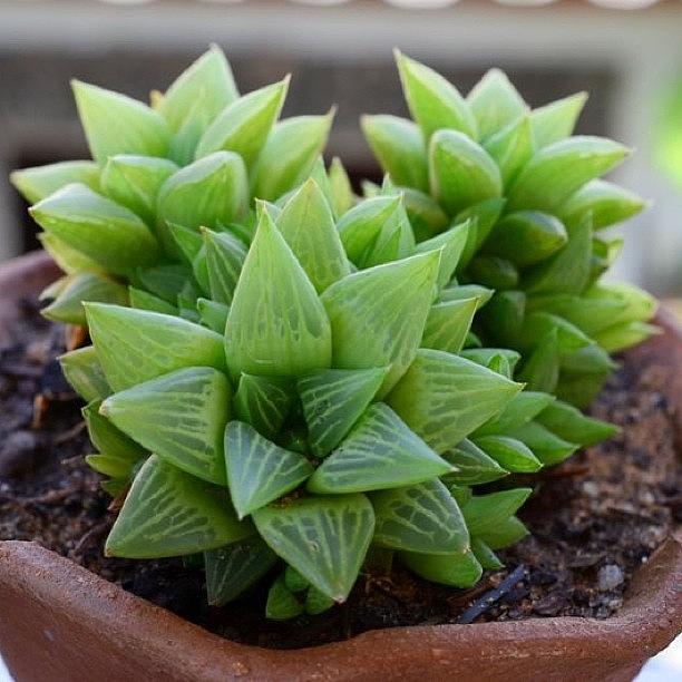 My New Succulent Photograph by Simeao Veras