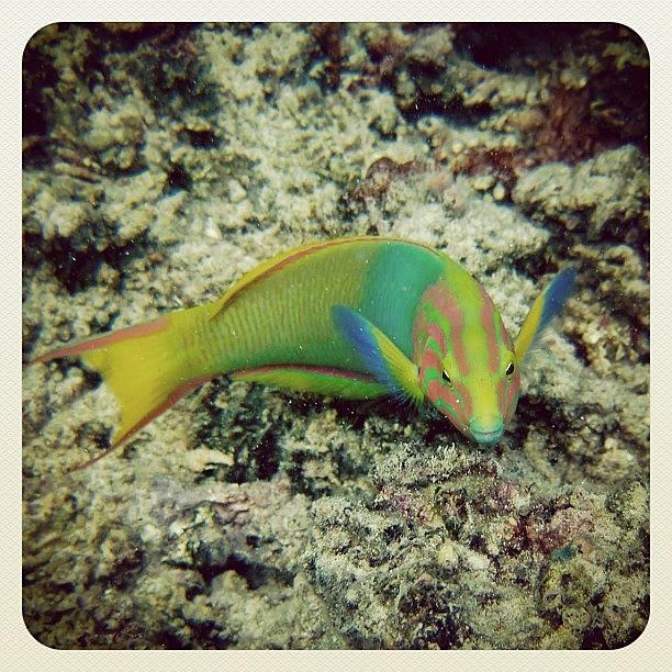 My New Underwater Friend. This Fish Was Photograph by Addie Dordoma