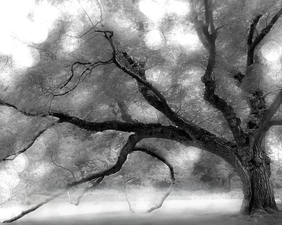 My Old Tree Photograph