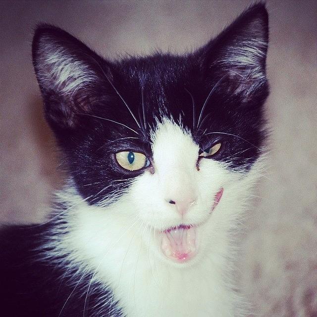 Cat Photograph - My Oliver Channeling Miley Cyrus And/or by Jennifer Gaida