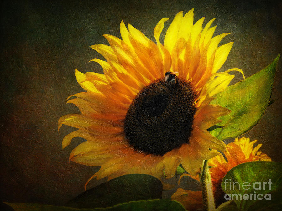 ...My Only Sunshine Digital Art by Lianne Schneider