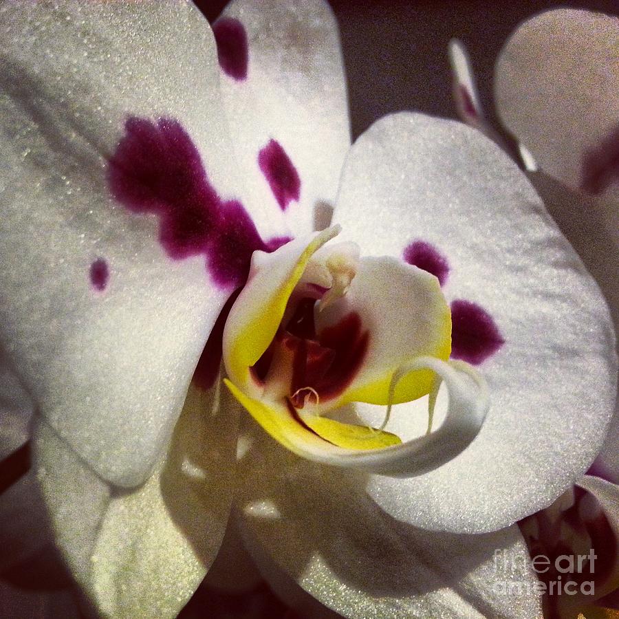 My Orchid Photograph by Heather L Wright