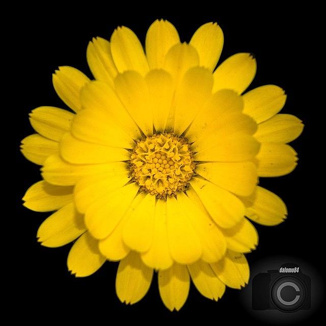 My Own Ios 8 Wallpaper #flowersbydl Photograph by David Lopez