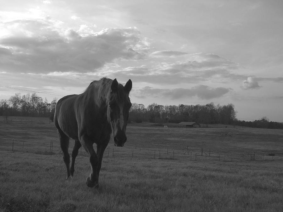 Horse Photograph - My Passion in Grayscale by Lisa Wormell