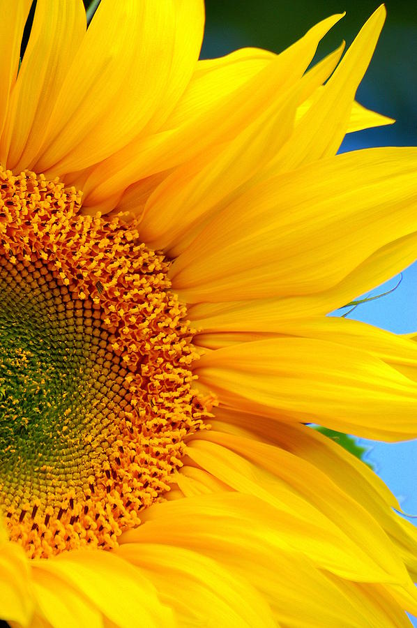 Sunflower Photograph - My Personal Sunshine by Melani Johnson