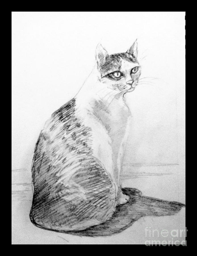 My pet cat Drawing by Asha Sudhaker Shenoy