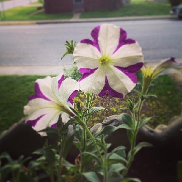 My Petunias! Photograph by Melissa Lutes