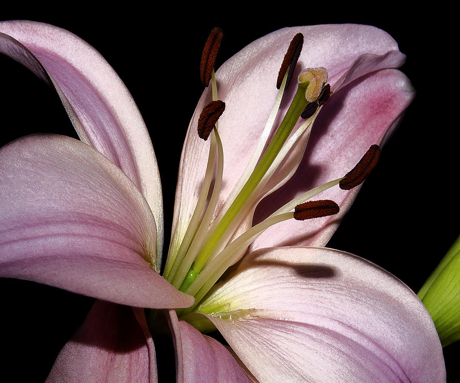 Lily Photograph - My Pink Acquisition by Camille Lopez