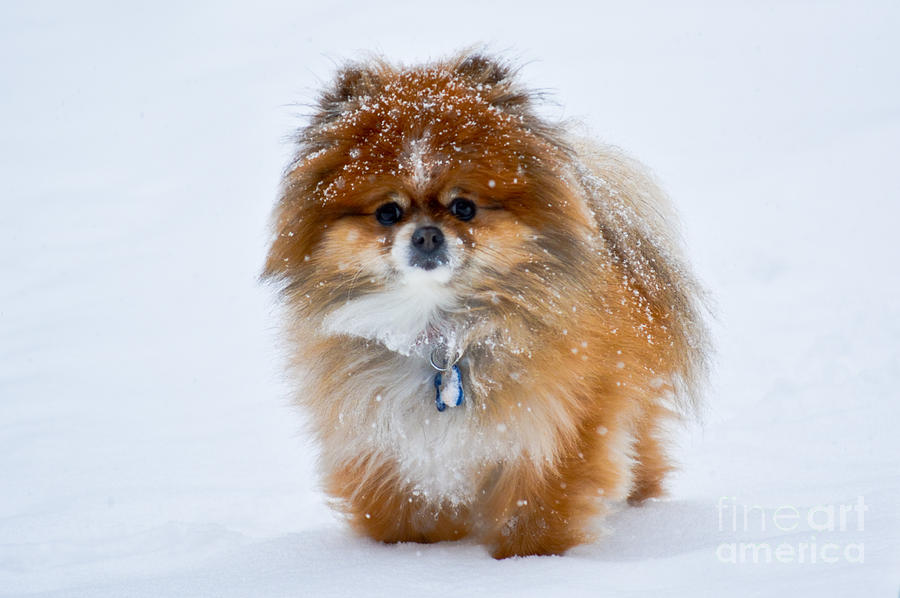 My Pomeranian Puppy Photograph by Gary Keesler