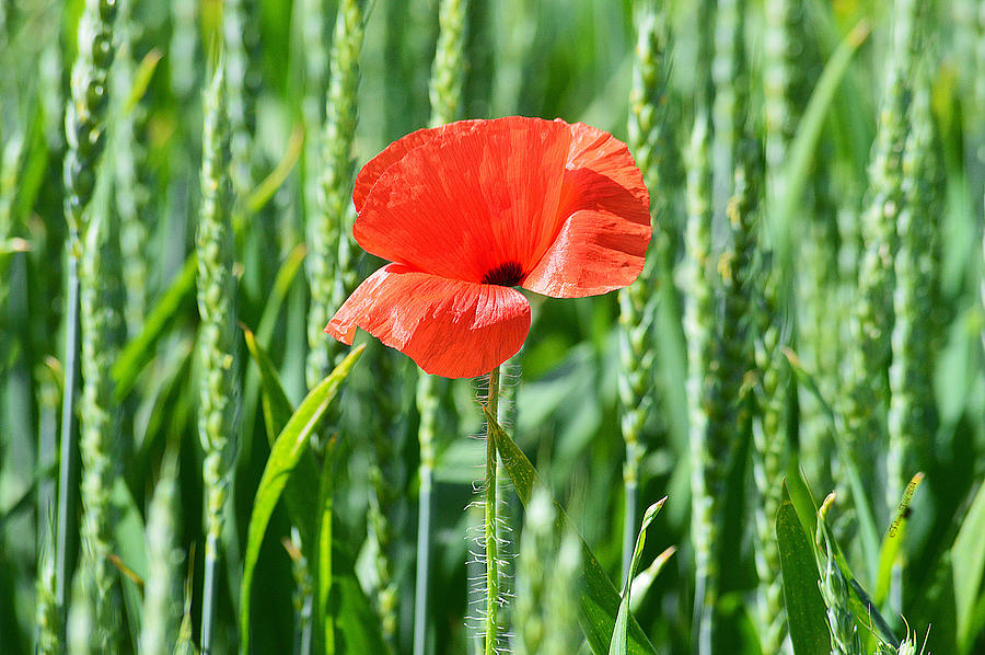 My poppy for you Photograph by Felicia Tica