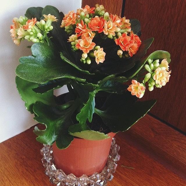 Begonia Photograph - My Pretty Indoor Plant 💛🌼 #begonia by Coco Cole