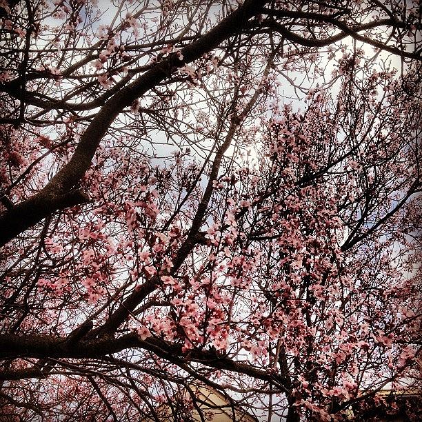 Spring Photograph - My Pretty Plum Tree. #spring #pink by G G